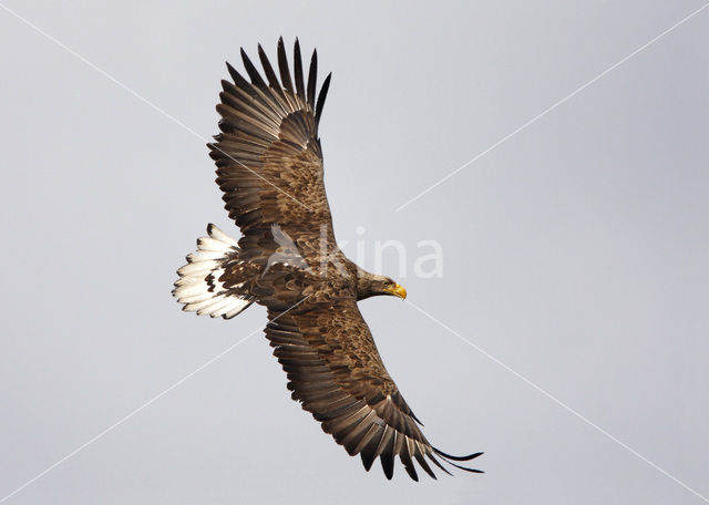 White-tailed Sea Eagle (Haliaeetus albicilla)