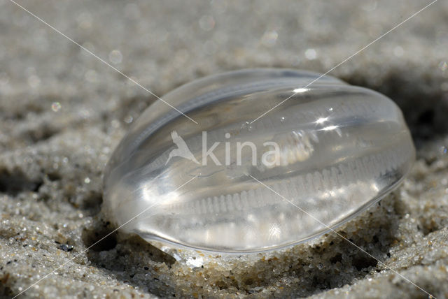 sea gooseberry (Pleurobrachia pileus)