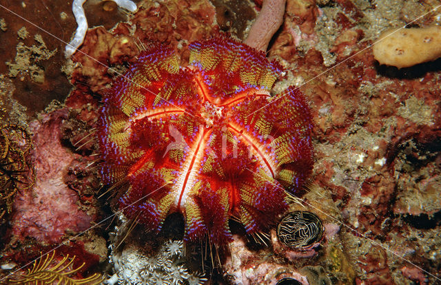 Fire Urchin (Asthenosoma varium)