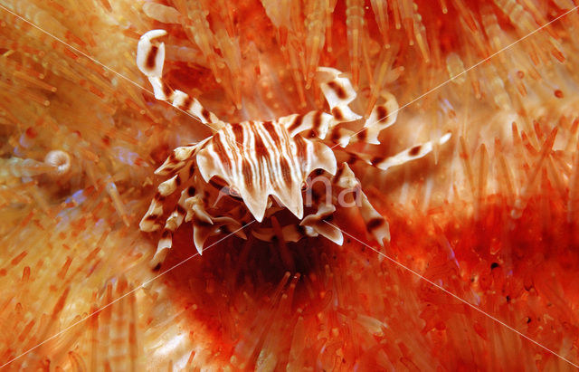 Fire Urchin (Asthenosoma varium)