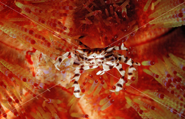 Fire Urchin (Asthenosoma varium)