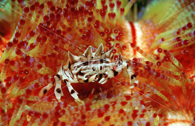 Fire Urchin (Asthenosoma varium)