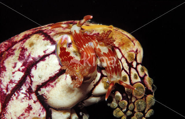 sea slug (Chromodoris sp.)
