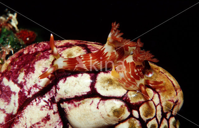 sea slug (Chromodoris sp.)