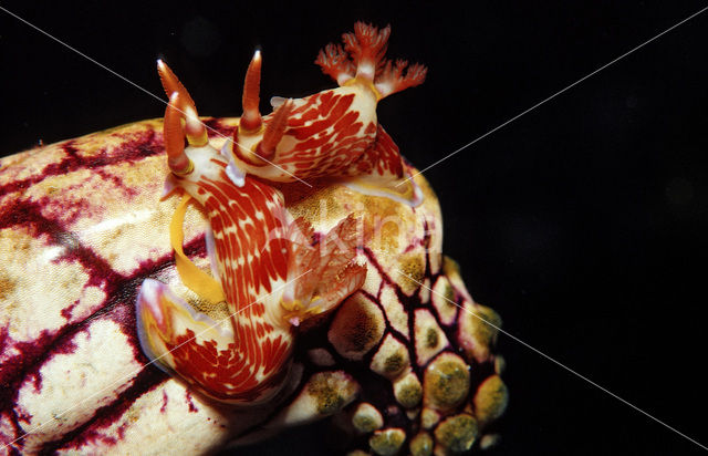 sea slug (Chromodoris sp.)