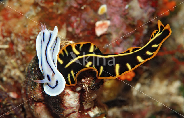 Sea slug (Chromodoris willani)
