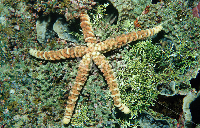 starfish (Asterias spec)