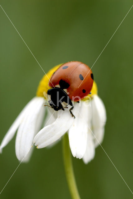 Zevenstippelig lieveheersbeestje (Coccinella septempunctata