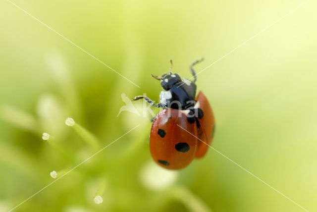 7 spot Ladybird