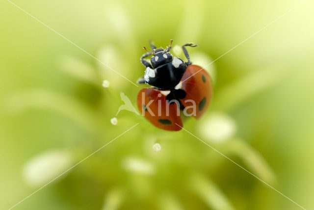 7 spot Ladybird