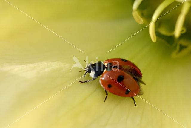 Zevenstippelig lieveheersbeestje (Coccinella septempunctata