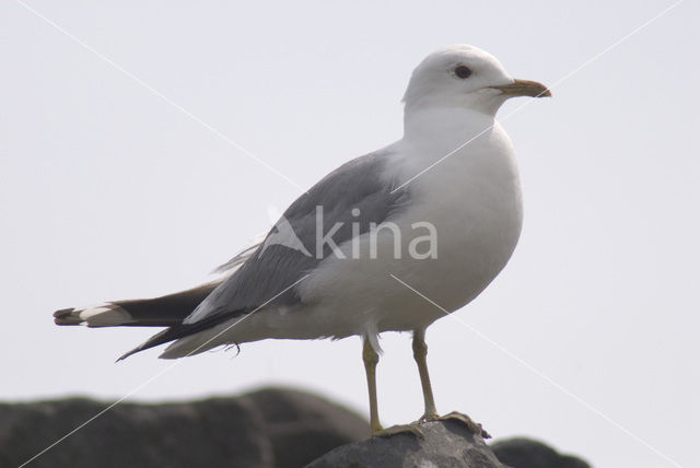 Herring Gull (Larus argentatus)