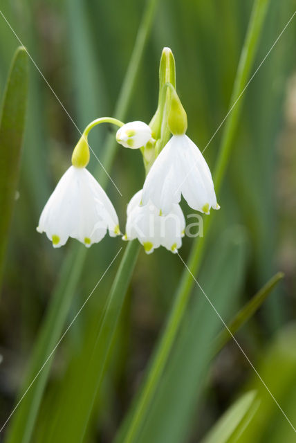 Zomerklokje (Leucojum aestivum)