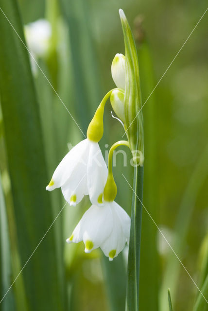 Summer Snowflake (Leucojum aestivum)