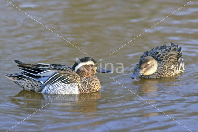 Garganey (Anas querquedula)