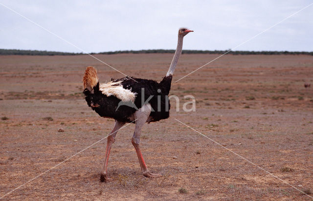 Zuid-Afrikaanse struisvogel (Struthio camelus australis)