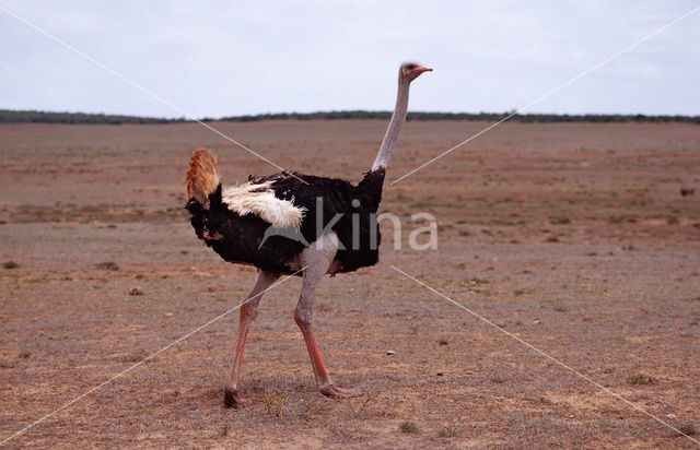 South African Ostrich (Struthio camelus australis)