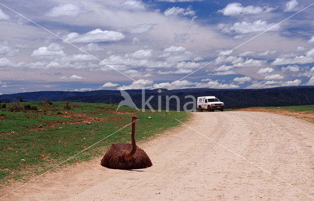 South African Ostrich (Struthio camelus australis)