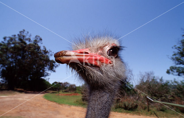 Zuid-Afrikaanse struisvogel (Struthio camelus australis)