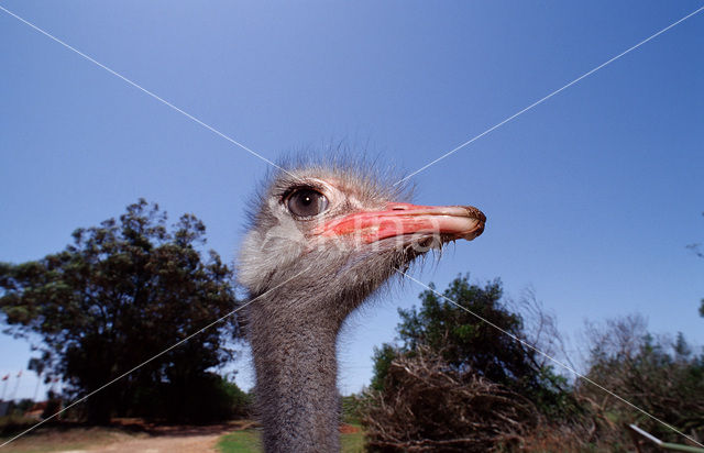 Zuid-Afrikaanse struisvogel (Struthio camelus australis)