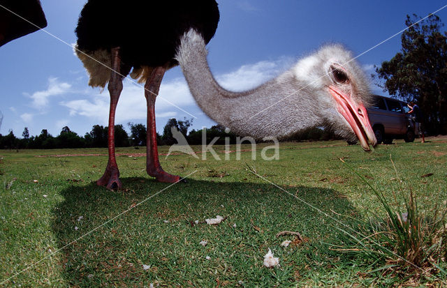 South African Ostrich (Struthio camelus australis)