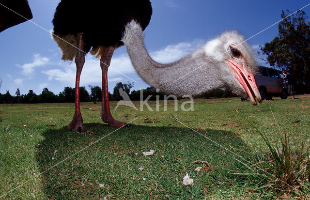 Zuid-Afrikaanse struisvogel (Struthio camelus australis)