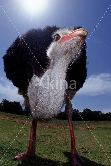 Zuid-Afrikaanse struisvogel (Struthio camelus australis)