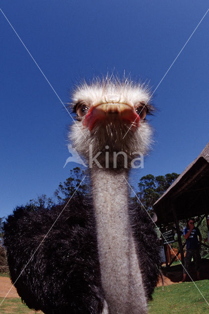 Zuid-Afrikaanse struisvogel (Struthio camelus australis)