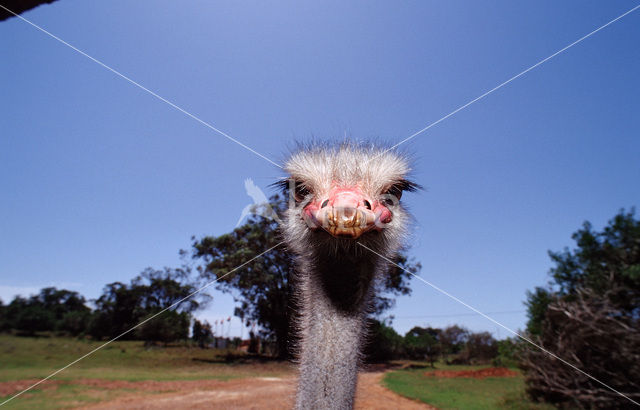 Zuid-Afrikaanse struisvogel (Struthio camelus australis)