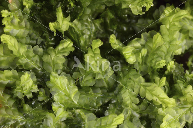 Southern Crestwort (Lophocolea semiteres)