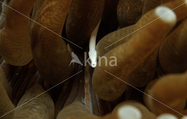 Mushroom coral pipefish (Siokunichthys nigrolineatus)