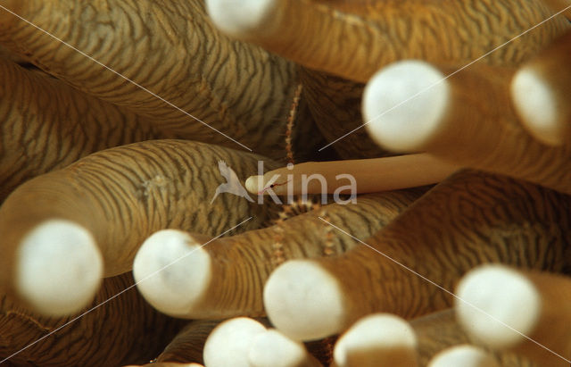 Mushroom coral pipefish (Siokunichthys nigrolineatus)