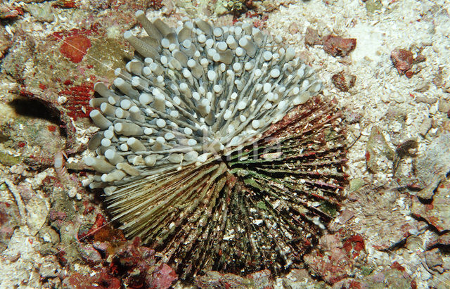 Mushroom coral (Ctenactis echinata)