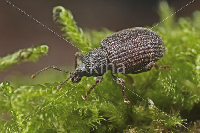 rough strawberry weevil (Otiorhynchus rugosostriatus)