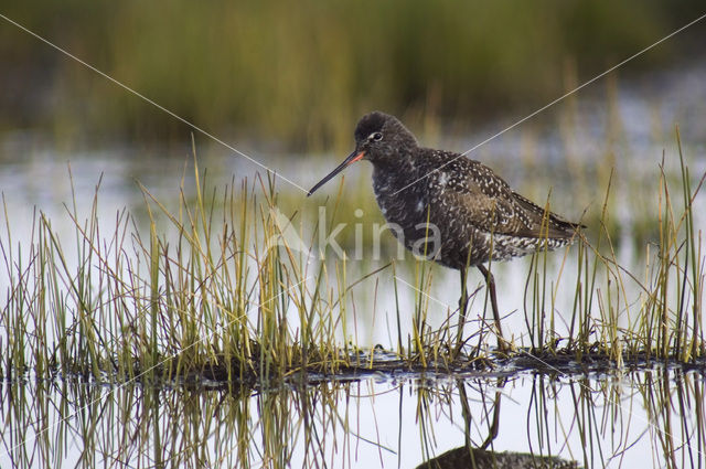Zwarte Ruiter (Tringa erythropus)