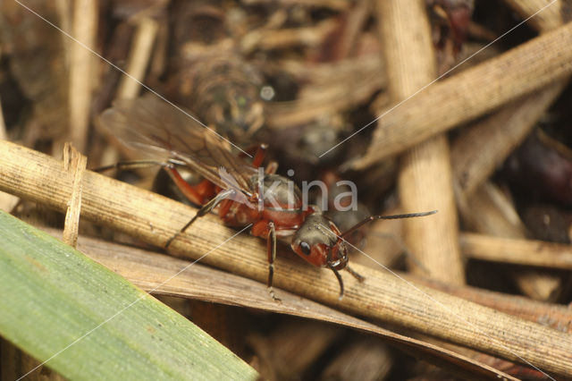 Zwartrugbosmier (Formica pratensis)