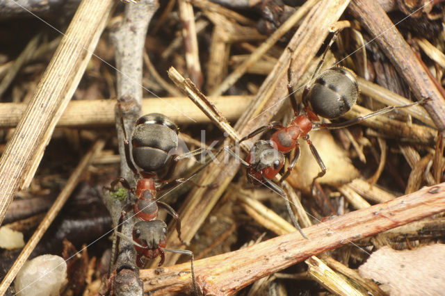 Zwartrugbosmier (Formica pratensis)