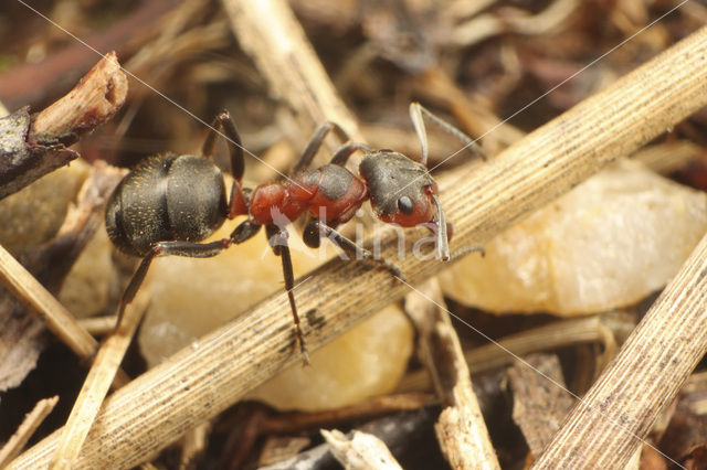 Black-backed meadow ant (Formica pratensis)