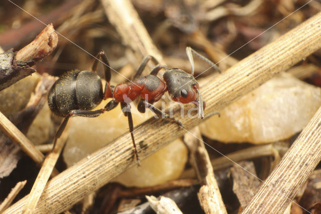 Zwartrugbosmier (Formica pratensis)