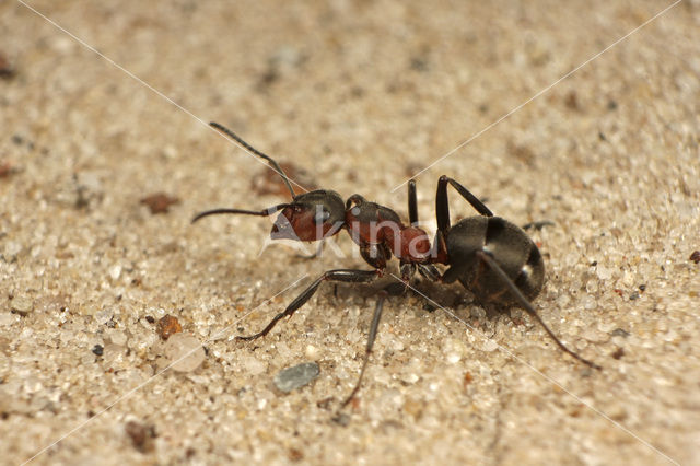 Black-backed meadow ant (Formica pratensis)