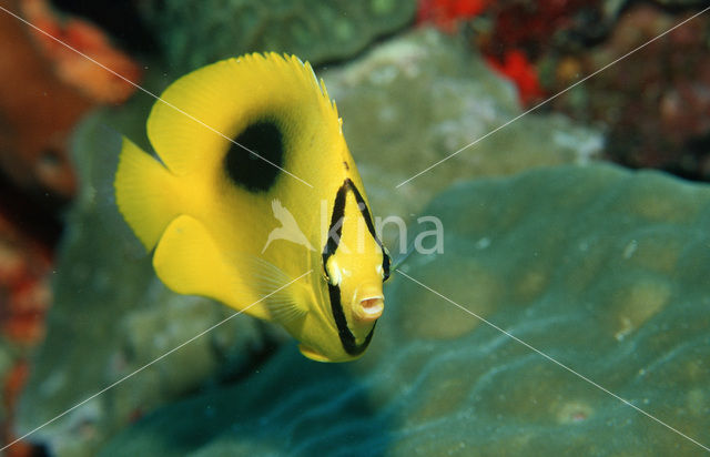 Mirror butterflyfish (Chaetodon speculum)