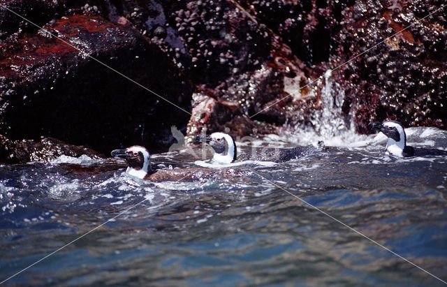 Zwartvoetpinguin (Spheniscus demersus)