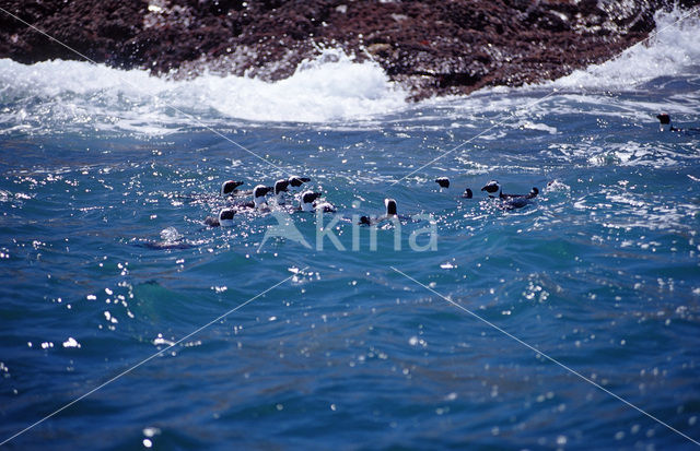 African Penguin