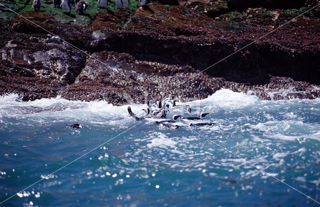 Zwartvoetpinguin (Spheniscus demersus)