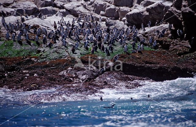 Zwartvoetpinguin (Spheniscus demersus)