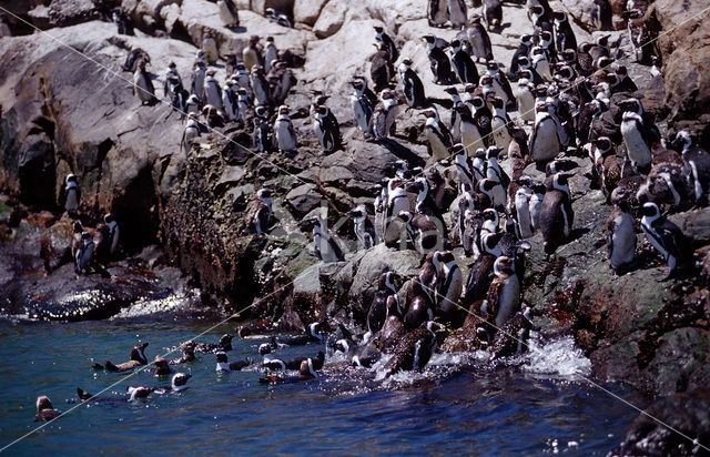 Zwartvoetpinguin (Spheniscus demersus)