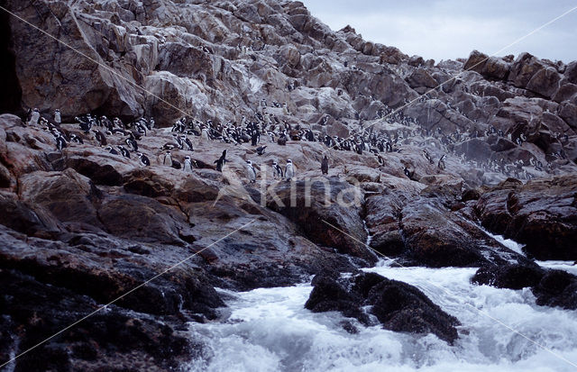 Zwartvoetpinguin (Spheniscus demersus)