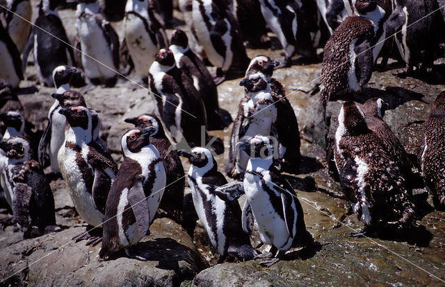 Zwartvoetpinguin (Spheniscus demersus)