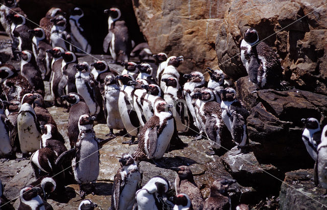 African Penguin