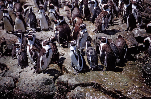 Zwartvoetpinguin (Spheniscus demersus)